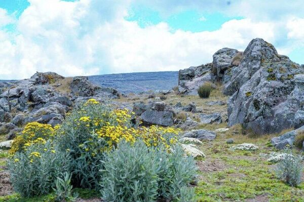 በኢትዮጵያ ባሌ ተራሮች ብሔራዊ ፓርክ የቱሪዝም ፍሰት በመጨመሩ የአካባቢው ገቢ እድገት አሳይቷል ተባለ በኢትዮጵያ ባሌ ተራሮች ብሔራዊ ፓርክ የቱሪዝም ፍሰት በመጨመሩ የአካባቢው ገቢ እድገት አሳይቷል ተባለ - Sputnik አፍሪካ