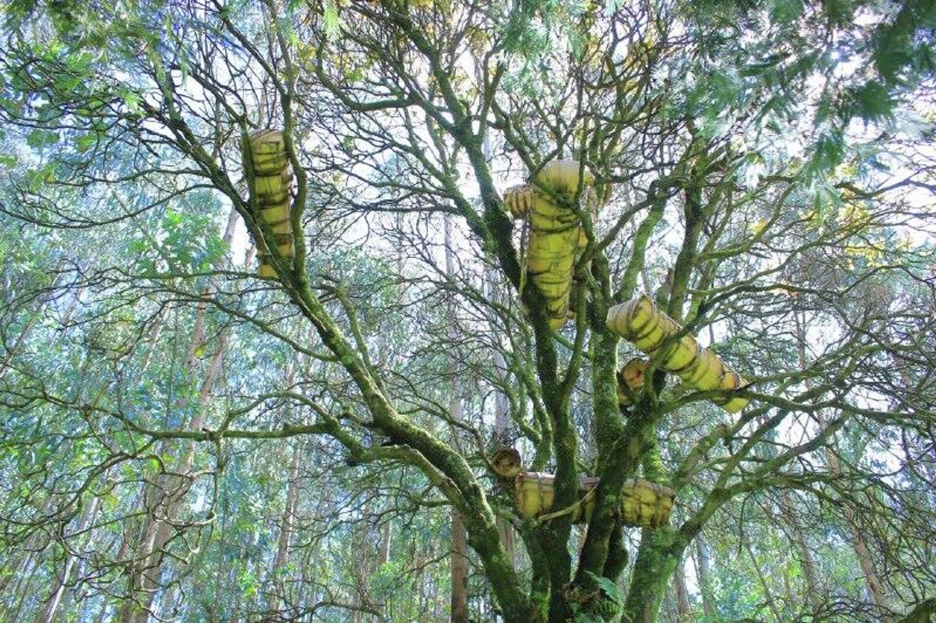 በ2018 የበጀት ዓመት 375 ሺህ ቶን ማር ለማምረት ዕቅድ መያዙን ግብርና ሚኒስቴር አስታወቀ - Sputnik አፍሪካ, 1920, 13.12.2025