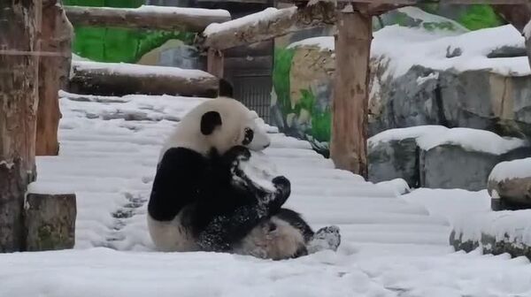 #viral | ካቲዩሻ የተሰኘችው ፓንዳ በሞስኮ በረዶ ውስጥ በደስታ ስትጫወት ታይታለች - Sputnik አፍሪካ