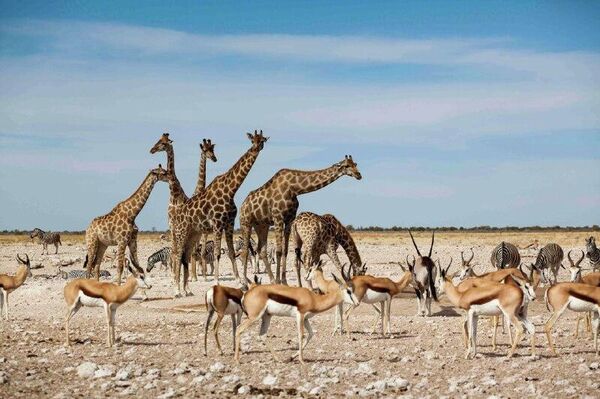 ናሚቢያ የአፍሪካ ትክክለኛ እና ተፈላጊ የቱሪዝም መዳረሻ ተብላ ተሰየመች ናሚቢያ የአፍሪካ ትክክለኛ እና ተፈላጊ የቱሪዝም መዳረሻ ተብላ ተሰየመች - Sputnik አፍሪካ