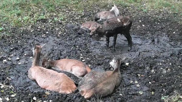 #viral | ሁለት የፖላንድ ሚዳቆዎች አዝናኝ የጭቃ መዘፈቂያ ቦታ የይገባኛል ግጭት - Sputnik አፍሪካ