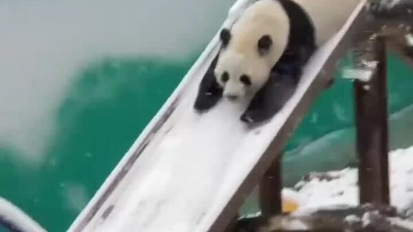 #viral | 'በረዶ ሲወርድ፣ ፓንዳ ይንከባለላል' - Sputnik አፍሪካ