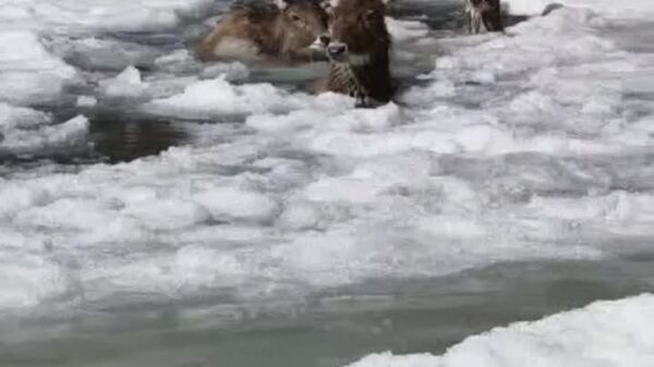 #viral | በቻይና ሦስት ባለነጭ ከንፈር አጋዘኖች ከአደጋ ዳኑ - Sputnik አፍሪካ