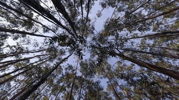 የእንጦጦን የባሕር ዛፍ ደን በሀገር በቀል ዛፎች ለመተካት ጥናታዊ ጽሁፍ ቀረበ - Sputnik አፍሪካ