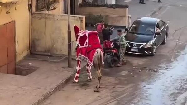 #viral | የገና ግመል - Sputnik አፍሪካ