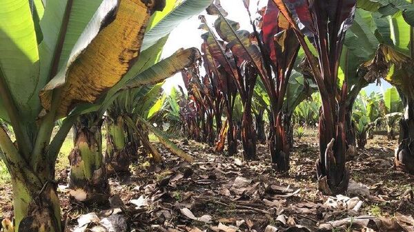 “የእንሰት ተክል በአሁኑ ሰዓት በበሽታ እየተጎዳ ይገኛል” - የኢትዮጵያ ብዝኃ ሕይወት ኢኒስትቲዩት - Sputnik አፍሪካ