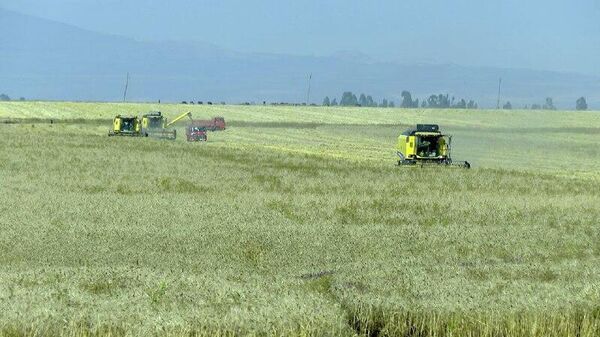 የግብርና ሚኒስቴር ከ322 ሚሊዮን ኩንታል በላይ ምርት መሰብሰቡን አስታወቀ - Sputnik አፍሪካ