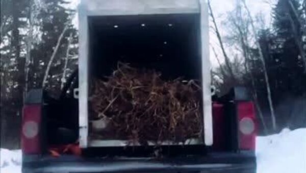 #viral | የአሙር ነብር የዱር እንስሳትንና ነዋሪዎችን ደህንነት ለመጠበቅ ሲባል ርቆ በሚገኝ ታይጋ ደን ውስጥ እንዲገባ ተደረገ - Sputnik አፍሪካ