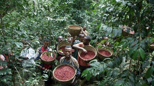 ቡናን ለምግብና መጠጥ ቱሪዝም ልማት ለመጠቀም እየሠራ መሆኑን የቱሪዝም ሚኒስቴር አስታወቀ - Sputnik አፍሪካ