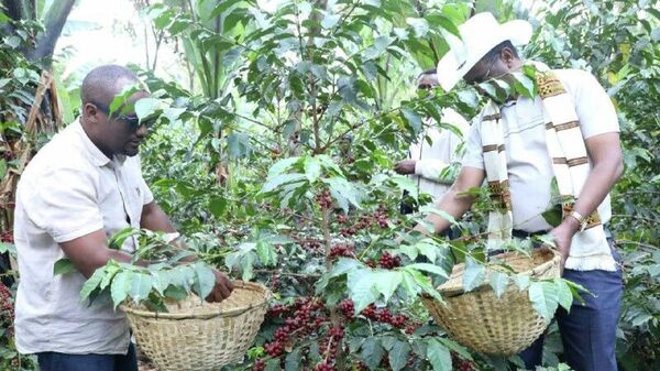 በ2018 በጀት ዓመት 600 ሺህ ቶን የቡና ምርት ለዓለም አቀፍ ገበያ እንደሚቀርብ የግብርና ሚኒስቴር አስታወቀ - Sputnik አፍሪካ