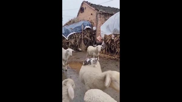 #viral | አባባሉ ድመት እኔ አንበሳ ነኝ ስላለች አንበሳ መሆን አትችልም ነው፦ ድመቷ በበጉ ጀርባ ተዝናንታ የተቀመጠችው ምን ለማለት ይሆን? - Sputnik አፍሪካ