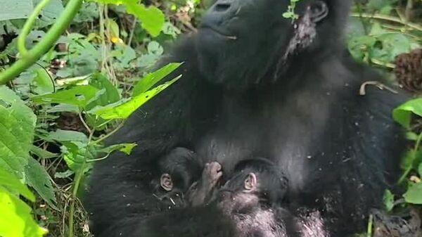 ድርብ ደስታ - በምስራቅ ኮንጎ ብርቅዬ የተራራ ጎሪላ መንትዮች መወለዳቸው ተነገረ - Sputnik አፍሪካ