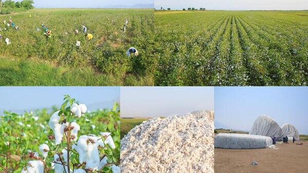 ኢትዮጵያ ከጥጥ ምርት ከ5 ቢሊዮን ዶላር በላይ የማግኘት አቅም እንዳላት ተገለጸ - Sputnik አፍሪካ