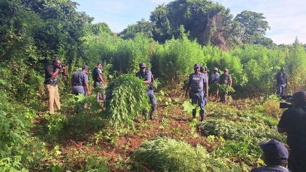 በደቡብ አፍሪካ ሙፑማላንጋ ክልል በቡፌልስፕሩይት እርሻ አቅራቢያ በሚገኝ ወንዝ ዳርቻ ሰፊ የካናቢስ ዕፅ ማሳ ተገኘ - Sputnik አፍሪካ