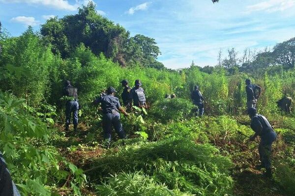 በደቡብ አፍሪካ ሙፑማላንጋ ክልል በቡፌልስፕሩይት እርሻ አቅራቢያ በሚገኝ ወንዝ ዳርቻ ሰፊ የካናቢስ ዕፅ ማሳ ተገኘ - Sputnik አፍሪካ