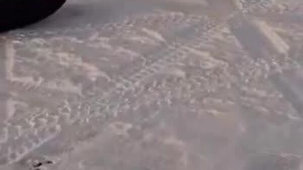 #viral| የዓሣ ሌባ ቀበሮ - Sputnik አፍሪካ