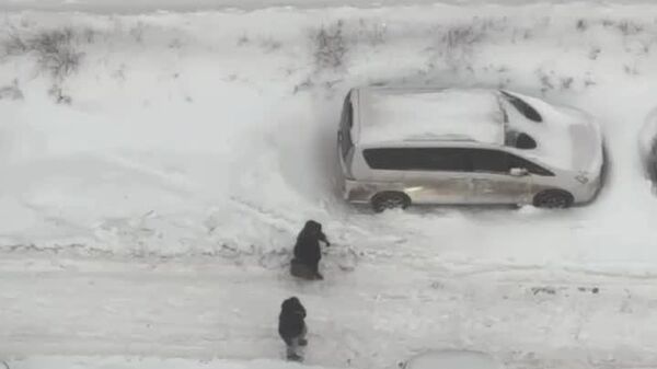 #viral | ውሻን እንደ ፈረስ - የሞስኮ ነዋሪዎች በከባዱ በረዶ ምክንያት ጉዞቸውን በውሻ ወደሚጎተት ጋሪ ቀየሩ - Sputnik አፍሪካ