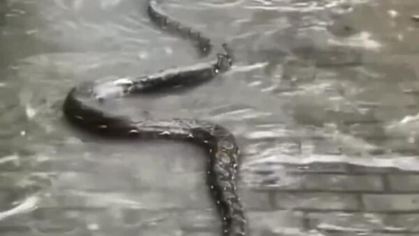 በኢንዶኔዥያ እየጣለ የሚገኘው ኃይለኛ የዝናብ ውድመት ማስከተሉን ቀጥሏል - Sputnik አፍሪካ