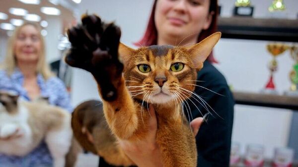 ከሩሲያ የተገኘችው የአቢሲኒያ የድመት ዝርያ የ2025 እጅግ ውብ ድመት በመባል በዓለም የድመት ፌዴሬሽን ተሰየመች - Sputnik አፍሪካ