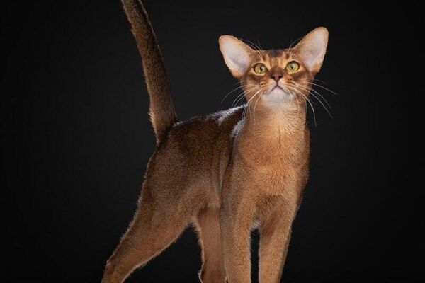 ከሩሲያ የተገኘችው የአቢሲኒያ የድመት ዝርያ የ2025 እጅግ ውብ ድመት በመባል በዓለም የድመት ፌዴሬሽን ተሰየመች - Sputnik አፍሪካ