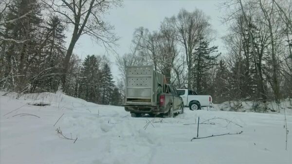 #viral | ብርቅዬው የሩሲያ አሙር ነብር ወደ ተፈጥሮአዊ መኖሪያው መመለሱን በአስገምጋሚ ድምፁ አረጋግጧል - Sputnik አፍሪካ