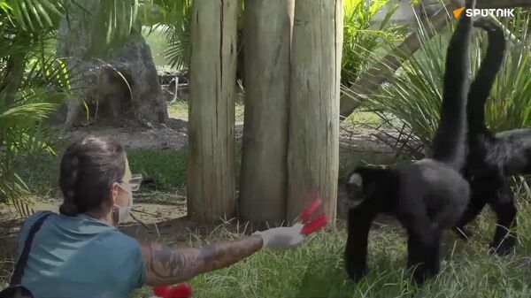 #viral | የከተማዋን ሙቀት በቀዝቃዛ ምግብ - Sputnik አፍሪካ