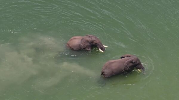 #Viral | ውሃን የማያናውጥ ተዝናኖት - ሁለት ዝሆኖች በቪሩንጋ ውሃ ውስጥ ሲጫወቱ - Sputnik አፍሪካ