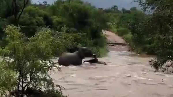 #viral| የእናት ውለታዋ - Sputnik አፍሪካ