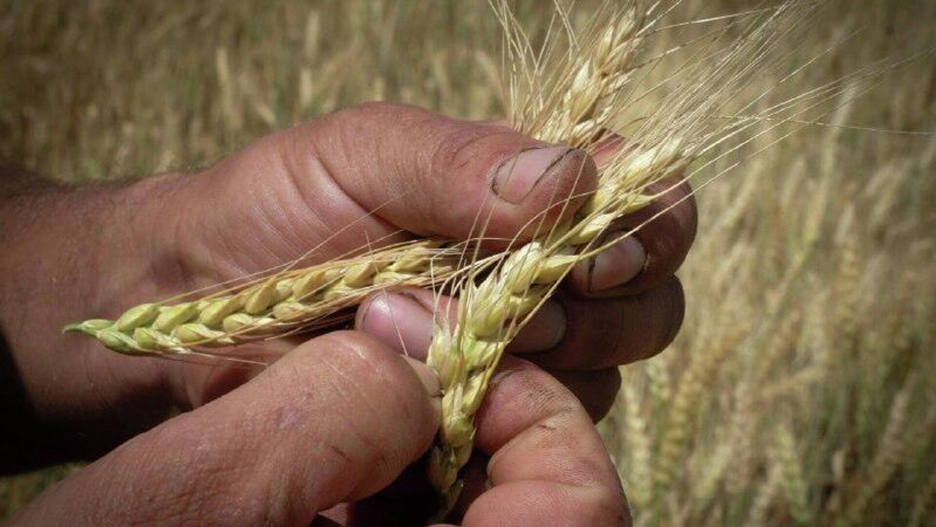 የብሪክስ የእህል ግብይት መድረክ በግብርና ንግድ ላይ ግልጽነትን ያጠናክራል - ባለሙያ የብሪክስ የእህል ግብይት መድረክ በግብርና ንግድ ላይ ግልጽነትን ያጠናክራል - ባለሙያ - Sputnik አፍሪካ, 1920, 17.01.2026