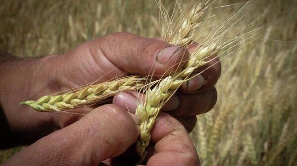 የብሪክስ የእህል ግብይት መድረክ በግብርና ንግድ ላይ ግልጽነትን ያጠናክራል - ባለሙያ - Sputnik አፍሪካ