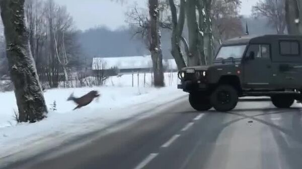 #viral | የአሽከርካሪ ቅጽበታዊ እርምጃ የአጋዘን መንጋን ከግጭት ታደገ - Sputnik አፍሪካ