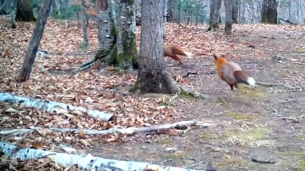 #viral | በሩሲያ ብሔራዊ ፓርክ ውስጥ ጎልማሳ ቀበሮዎች ሲቦርቁ ታይተዋል - Sputnik አፍሪካ