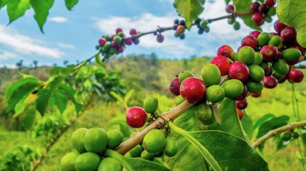 ተመራማሪው “የአረቢካ ቡና የሚለው ስያሜ “የኢትዮጵያ ቡና” ተብሎ እንዲቀየር ምክረ ሃሳብ አቀረቡ - Sputnik አፍሪካ