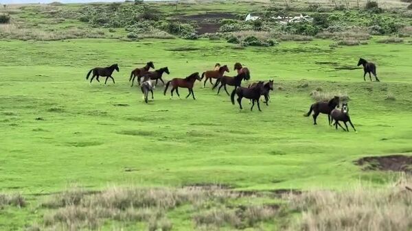 በኢትዮጵያ የመጥፋት ስጋት ተደቅኖባቸው የነበሩት የ “ቁንድዶ” የዱር ፈረሶች ቁጥር መሻሻሉ ተገለፀ - Sputnik አፍሪካ