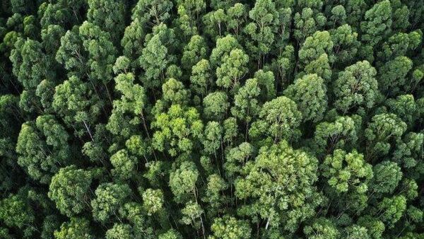 በደን ምርቶች የወጪ ንግድና በተኪ ምርቶች 14 ሚሊዮን ዶላር ገደማ ተገኝቷል - የኢትዮጵያ ደን ልማት - Sputnik አፍሪካ