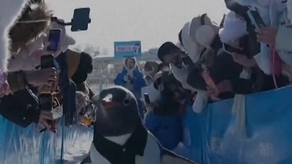 #Viral | በየዓመቱ የሚካሄደው የፔንግዊን ሰልፍ የቻይናዋን በረደሟ ከተማ ሃርቢንን አድምቋል - Sputnik አፍሪካ