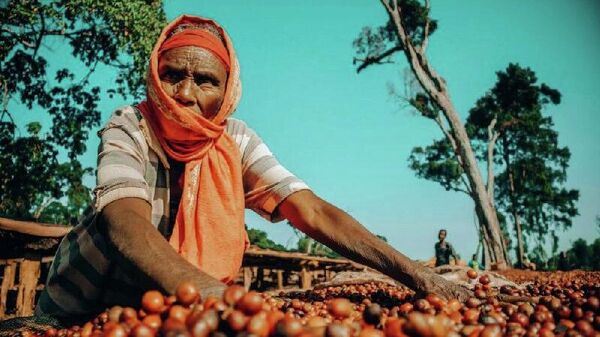 ኢትዮጵያ ከቡና የወጪ ንግድ አዲስ የገቢ ሪከርድ ለማስመዝገብ በምትችልበት አፋጻጸም ላይ እንደምትገኝ ተገለፀ - Sputnik አፍሪካ