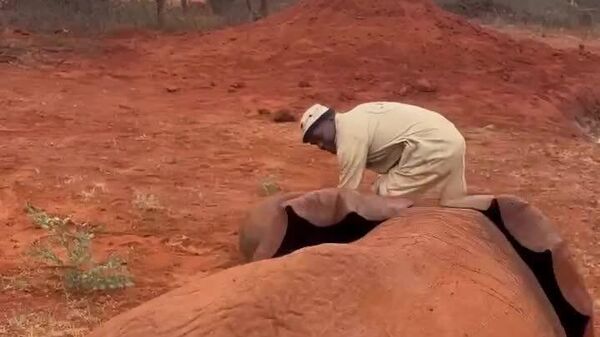 #viral | የአልሞሌው ጎማ የማንከባለል ጉጉት - Sputnik አፍሪካ