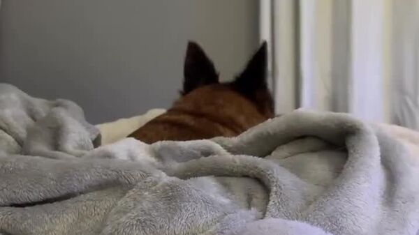 #viral | ይቅርታ? ምን አልከኝ? በትክክል ነው የሰማሁት?! - Sputnik አፍሪካ