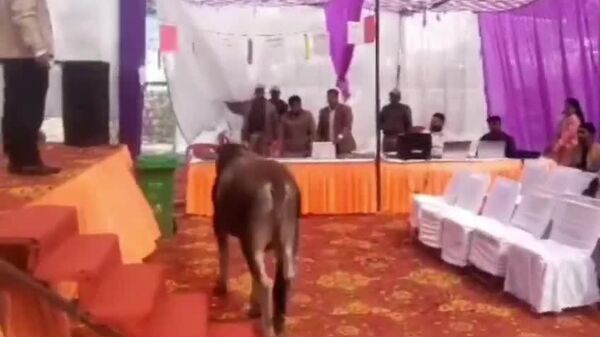 #viral | ያልተጋበዘ እንግዳ፦ ሕንድ ውስጥ የሕዝብ ምክክር መድረክን ጥሶ የገባው በሬ - Sputnik አፍሪካ