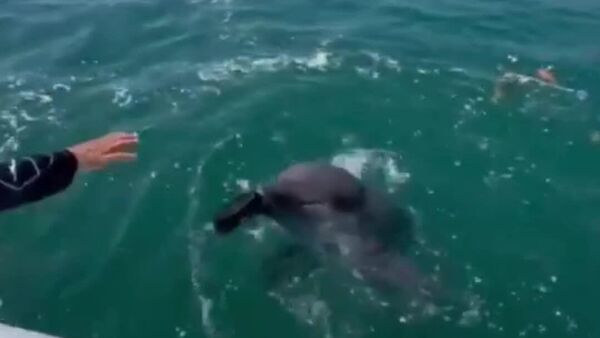 #viral | በሰሜናዊ ኮሎምቢያ የሚገኙ ዶልፊኖች የባሕር ዳርቻ የቆሻሻን የጽዳት እገዛ እያደረጉ ነው - Sputnik አፍሪካ