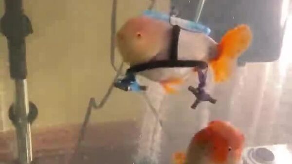 #viral | ሚስተር ሱ የሚል ስም የተሠጠው ዓሣ የህይወት ተጋድሎ - Sputnik አፍሪካ