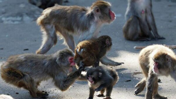 ታንዛኒያ በሕይወት ያሉ የዱር እንስሳት ሽያጭን ዳግም ልትጀምር ነው - Sputnik አፍሪካ