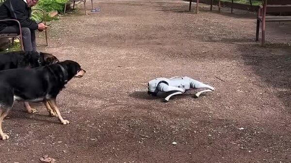 #viral | እውነተኛ ውሾች ከሮቦት ‘መንታቸው’ ጋር ተፋጠጡ - Sputnik አፍሪካ