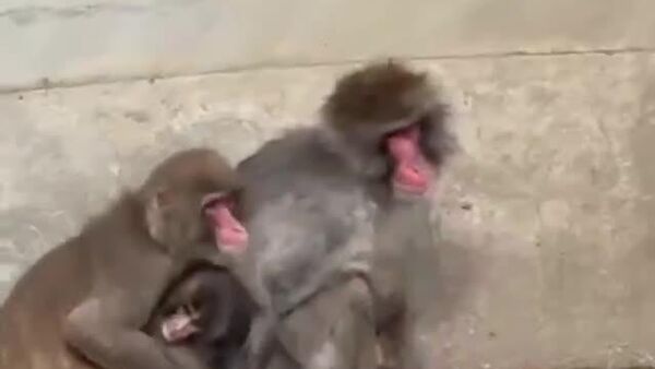 #viral | ወላጅ አልባው ዝንጀሮ በአዋቂ ዝንጀሮ እቅፍ ውስጥ ምቹ መጽናኛ አገኘ - Sputnik አፍሪካ