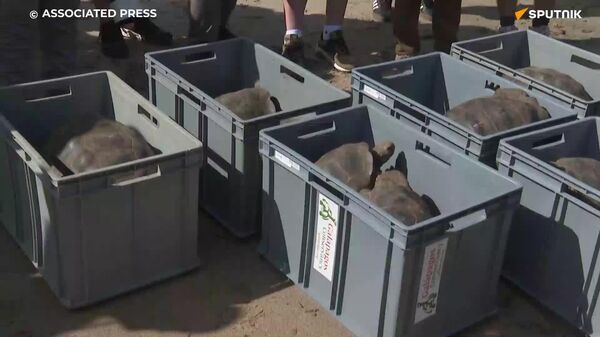 #viral | ከምዕተ ዓመት ተኩል በኋላ፣ ግዙፎቹ ኤሊዎች ወደ ፍሎሪያና ደሴት ተመለሱ - Sputnik አፍሪካ