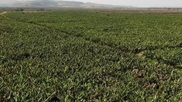 “የገጸ ምድርና የከርሰ ምድር ውሃ ሃብቶች ለመስኖ ልማት በመዋላቸው በሀገሪቱ የግብርና ዘርፍ ከፍተኛ ለውጥ እየተመዘገበ ነው - ዐቢይ አሕመድ - Sputnik አፍሪካ