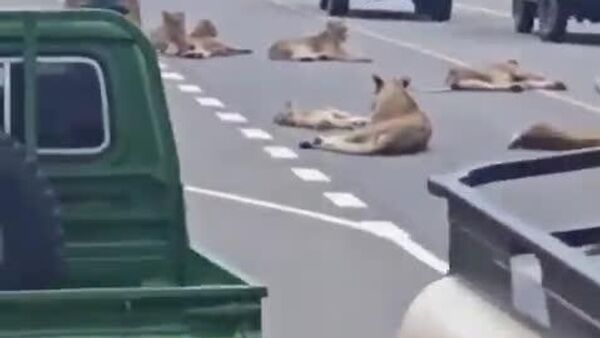 #viral | በኡጋንዳ ብሔራዊ ፓርክ የአንበሶች መንጋ የትራፊክ እንቅስቃሴን ገታ - Sputnik አፍሪካ