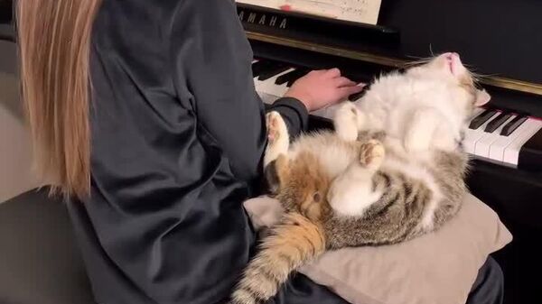 #viral | ምርጡ የድመት ማረጋጊያ ተገኝቶ ይሆን? - Sputnik አፍሪካ