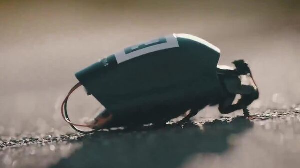 #viral | የጀርመን ባዮ-ኤሌክትሮኒክ ወታደራዊ ነፍሳት ፈጠራ በየነ መረብ ላይ ከፍተኛ ትኩረት ስቧል - Sputnik አፍሪካ